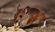 gopher-and-mole-control Experts in Pittston Township